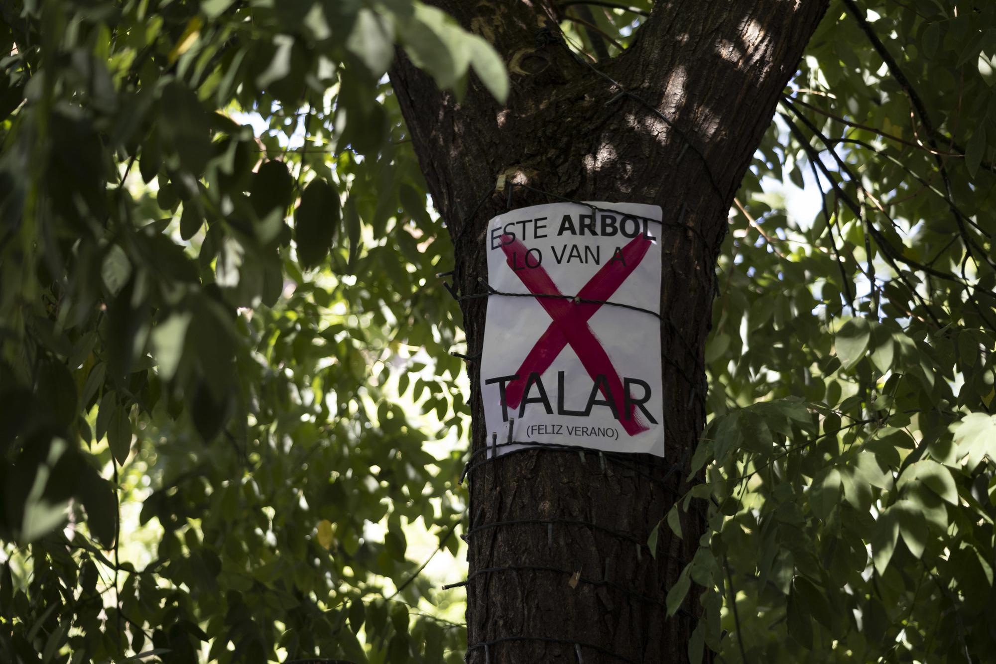 Ancora No a la Tala - 8